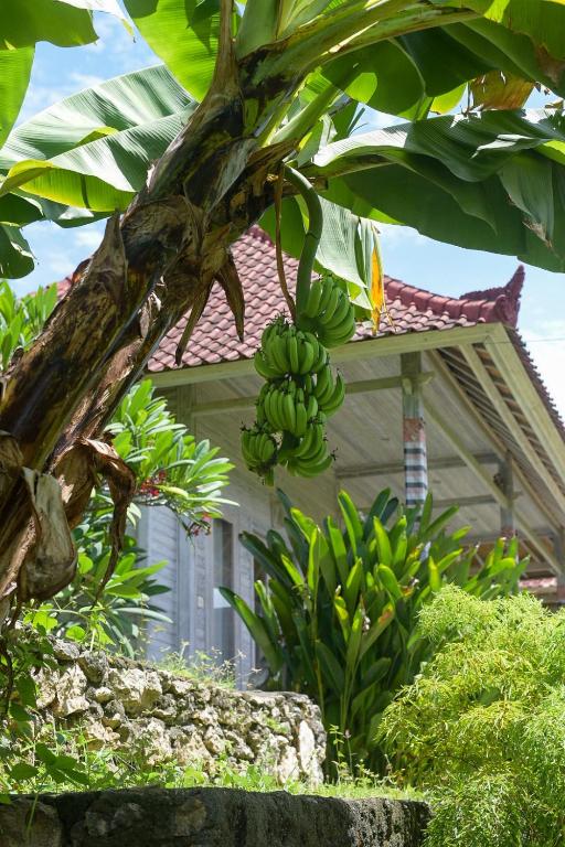 Mesari Hut Lembongan - 18