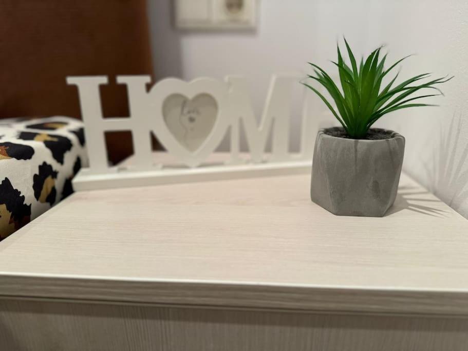 a potted plant sitting on top of a table at IaZi Apartament in Braşov