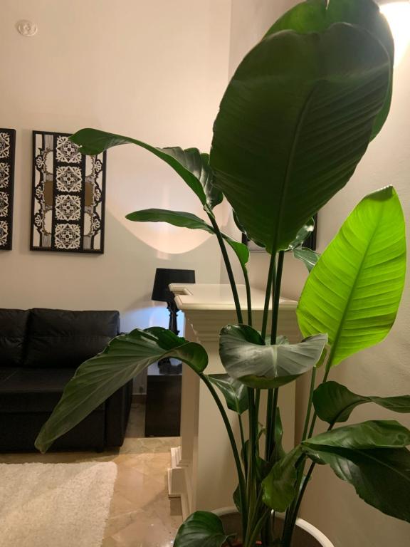 una gran planta verde en una sala de estar en Bari Downtown Luxury Apartment, en Bari