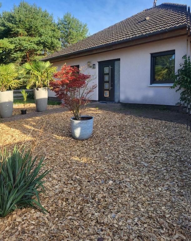 a house with potted plants in front of it at Aufatmen in Ahlbeck in Ahlbeck