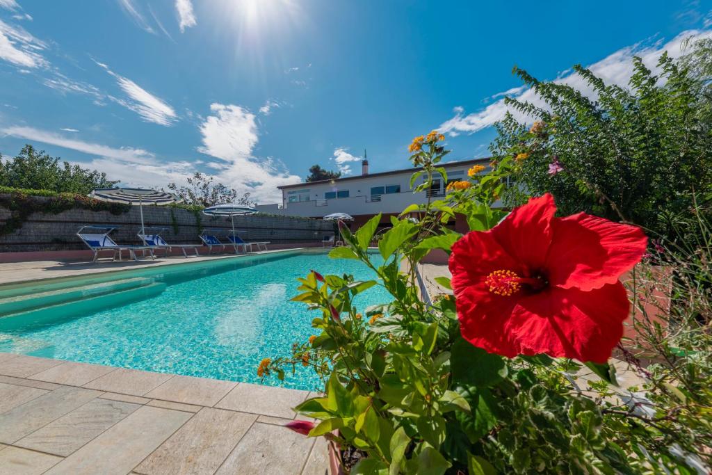a red flower in front of a swimming pool at ***Villa Prestige**** in Capoliveri