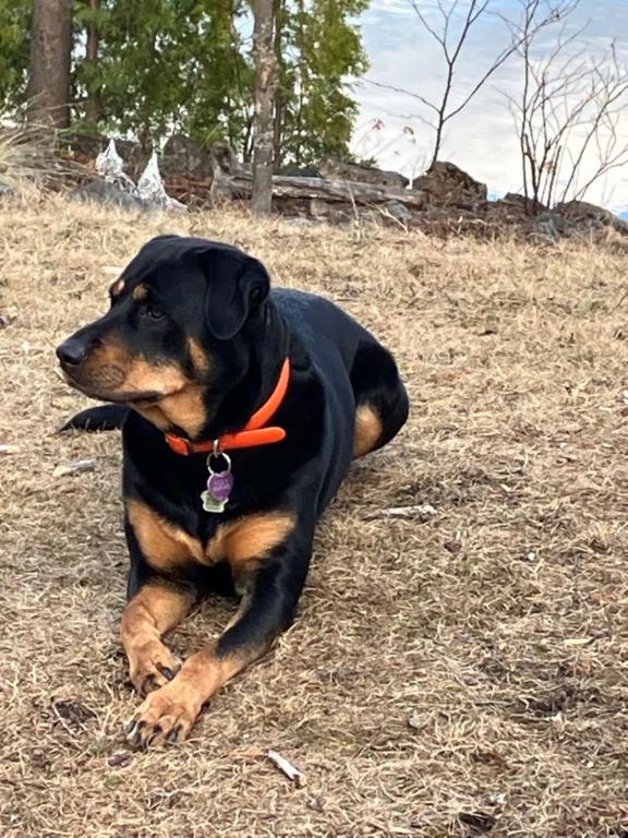 Huéspedes con una o varias mascotas en Gite du Lac Docteur