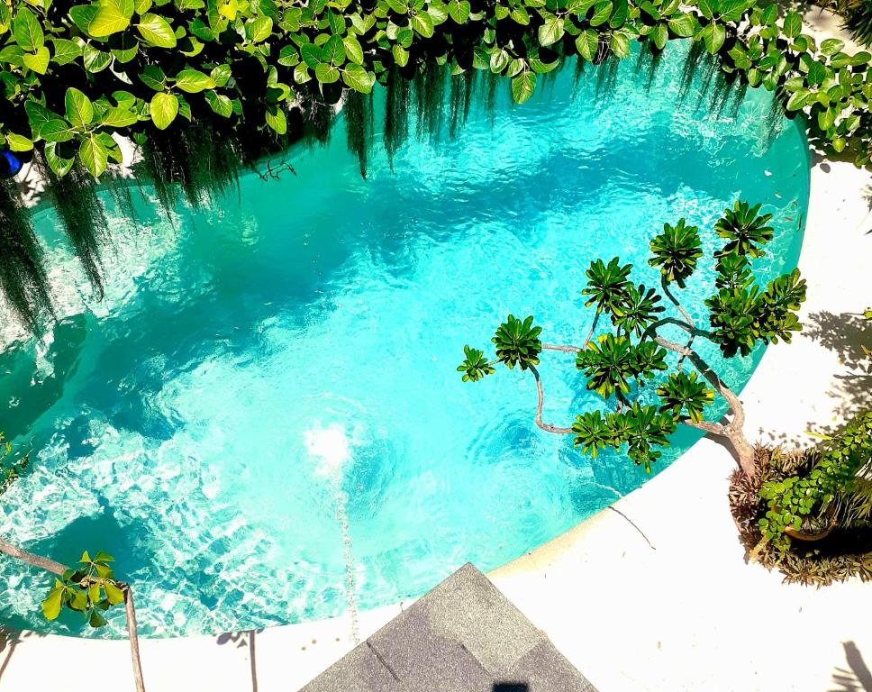 een uitzicht over een zwembad met bomen en water bij Unique Art & Nature Hideaway Walk to Wilton Drive in Fort Lauderdale