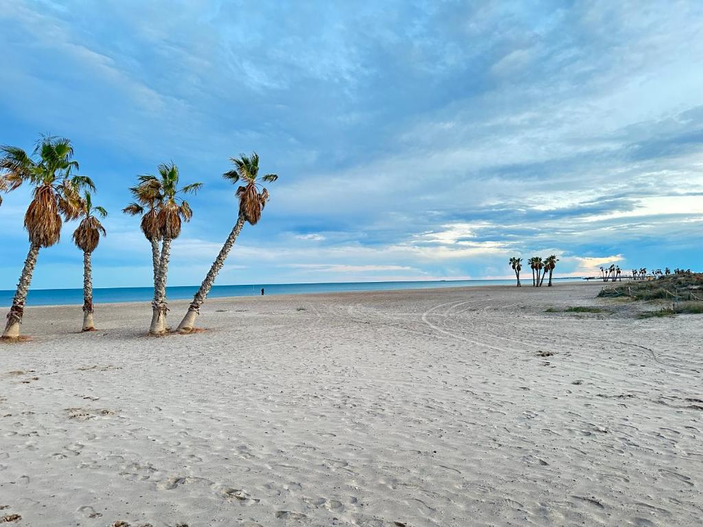 um grupo de palmeiras numa praia arenosa em Apartamentos Canet al Mar. em Canet d'En Berenguer