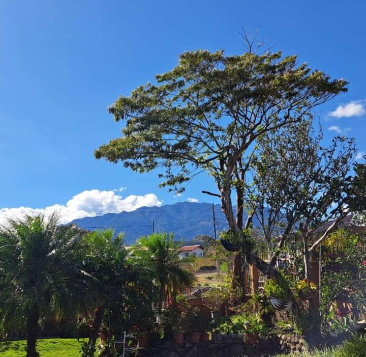 a tree in a field with a mountain in the background at Casita Villa el sol in Alto Boquete
