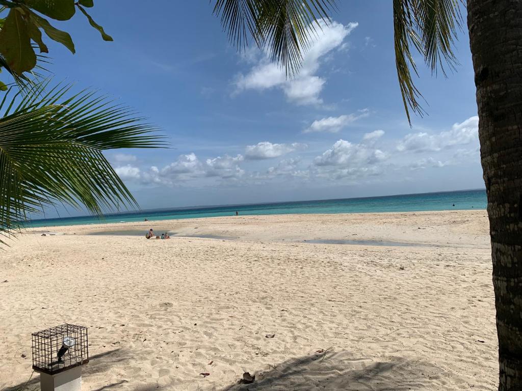 a beach with a palm tree and the ocean at Rebecca Guest in Pooc