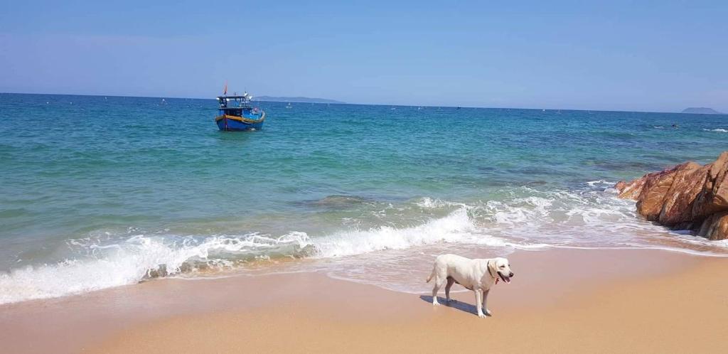 a dog standing on the beach with a boat in the water at Life's A Beach in Quy Nhon