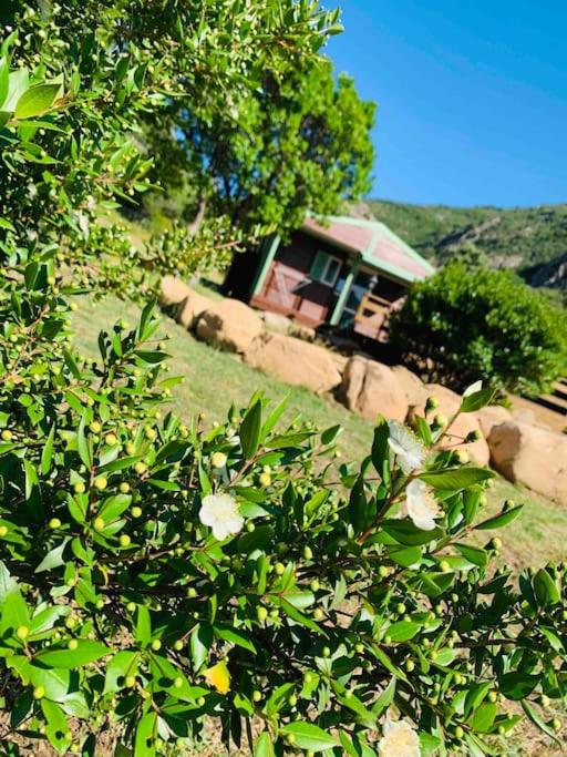 une brousse avec des fleurs blanches devant une maison dans l'établissement Chalet au calme à Sagone en Corse, à Sagone