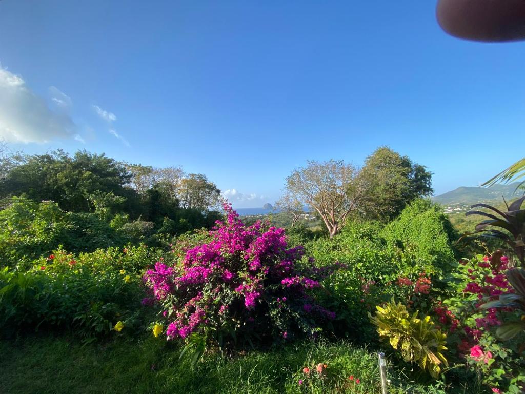 un jardín con flores rosas en una colina en PAVILLON TI GEMME LE DIAMANT en Le Diamant