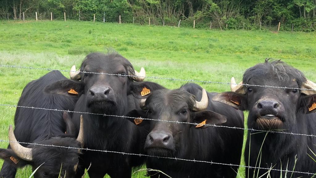 a group of cows standing behind a wire fence at Maison Bienvenue chez Mémé in Treigny