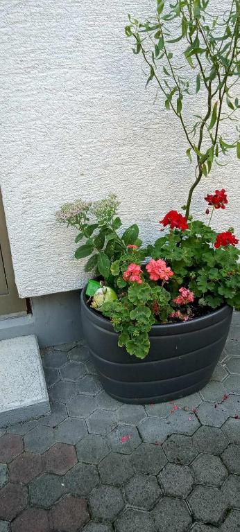 Vonkajšia záhrada v ubytovaní Apartment Magnolija - free parking