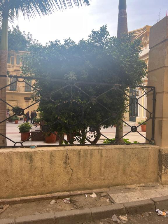 ein Baum vor einem schmiedeeisernen Tor in der Unterkunft زافيرو مسرح سيد درويش للعائلات فقط families only in Alexandria