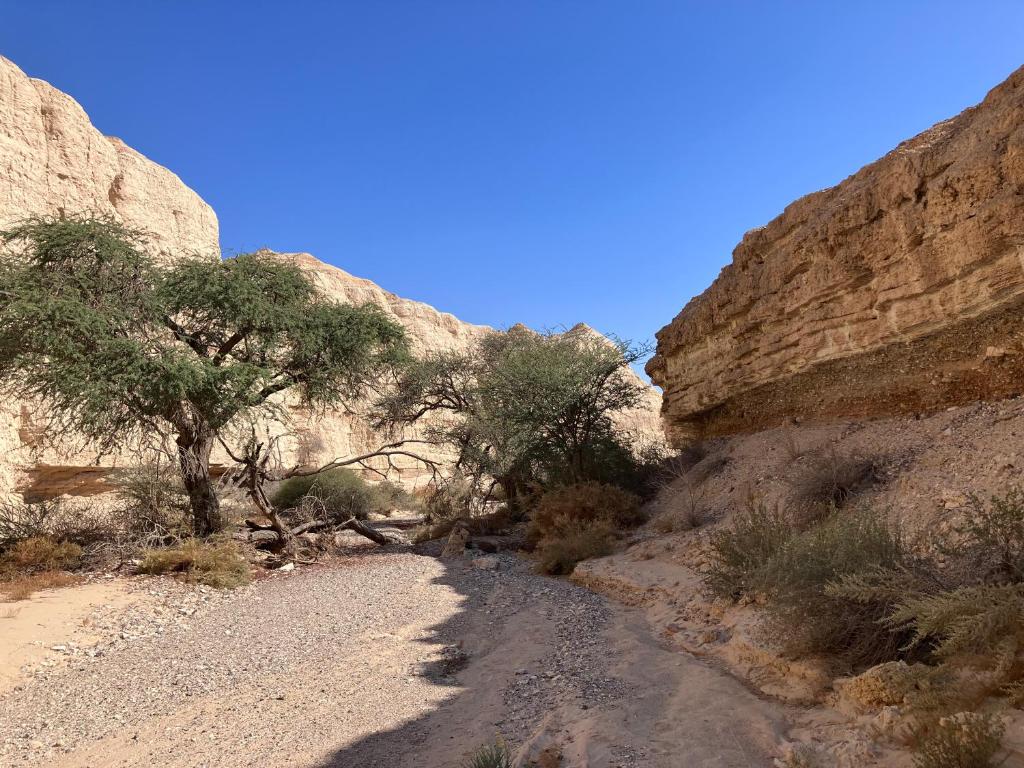 un camino de tierra en un cañón con un árbol a un lado en בריזה במדבר, en Idan