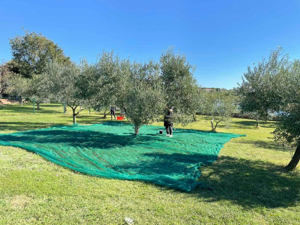 Ogród w obiekcie Beach house BETA with pool, jacuzzi, playground & bbq in an olive grove with a beach, Pomer - Istria
