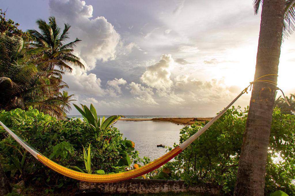 a hammock hanging from a palm tree next to a body of water at Casa Coral in Luquillo