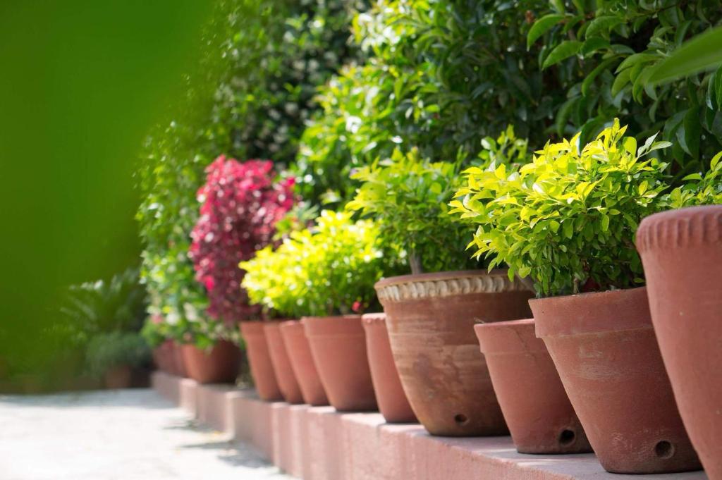 Giardino di Swayambhu View Guest House