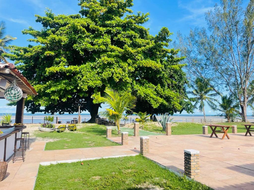 a park with a large tree in front of the water at Pousada Tatiba in Morro de São Paulo