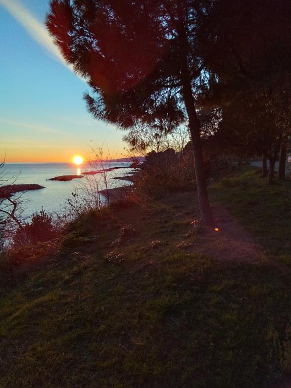 una puesta de sol en una playa con un árbol y el océano en Denize Sıfır Bahçeli Yalı en Gerze