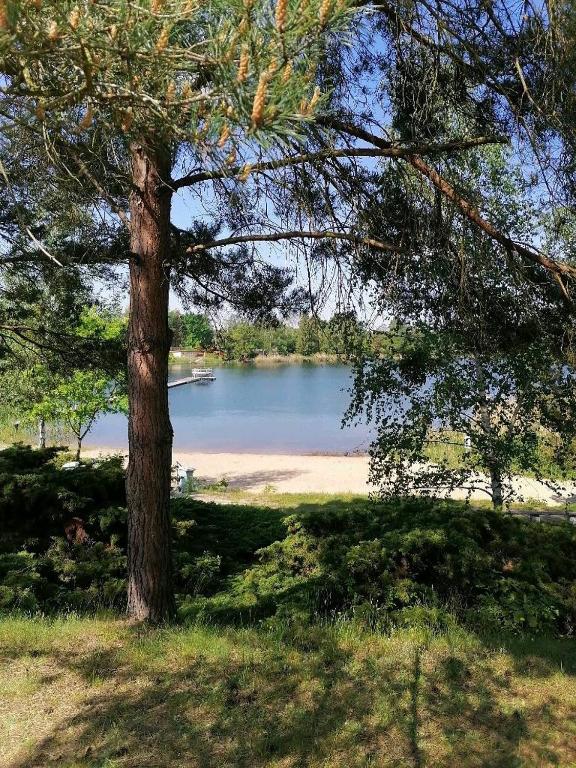 a tree in a field with a lake in the background at NEU! See-Ferienwohnung 1 in Großmöhlau