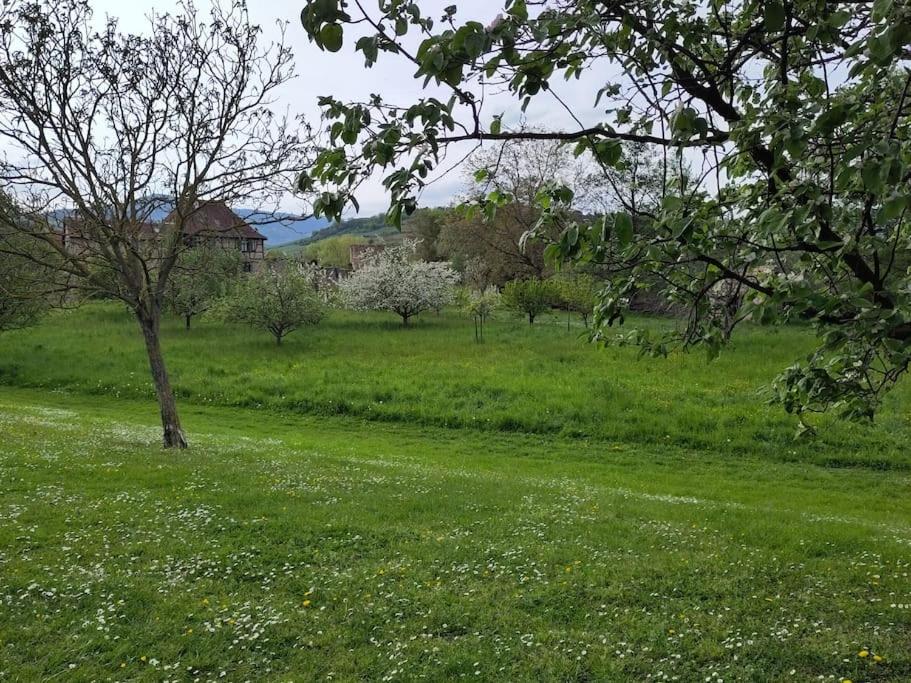 Gite spacieux et chaleureux 8p, route des vins – photo 13