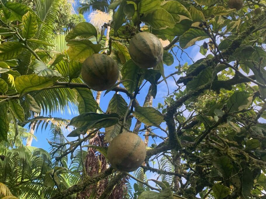 Zahrada ubytování Lemon Tree Lanai