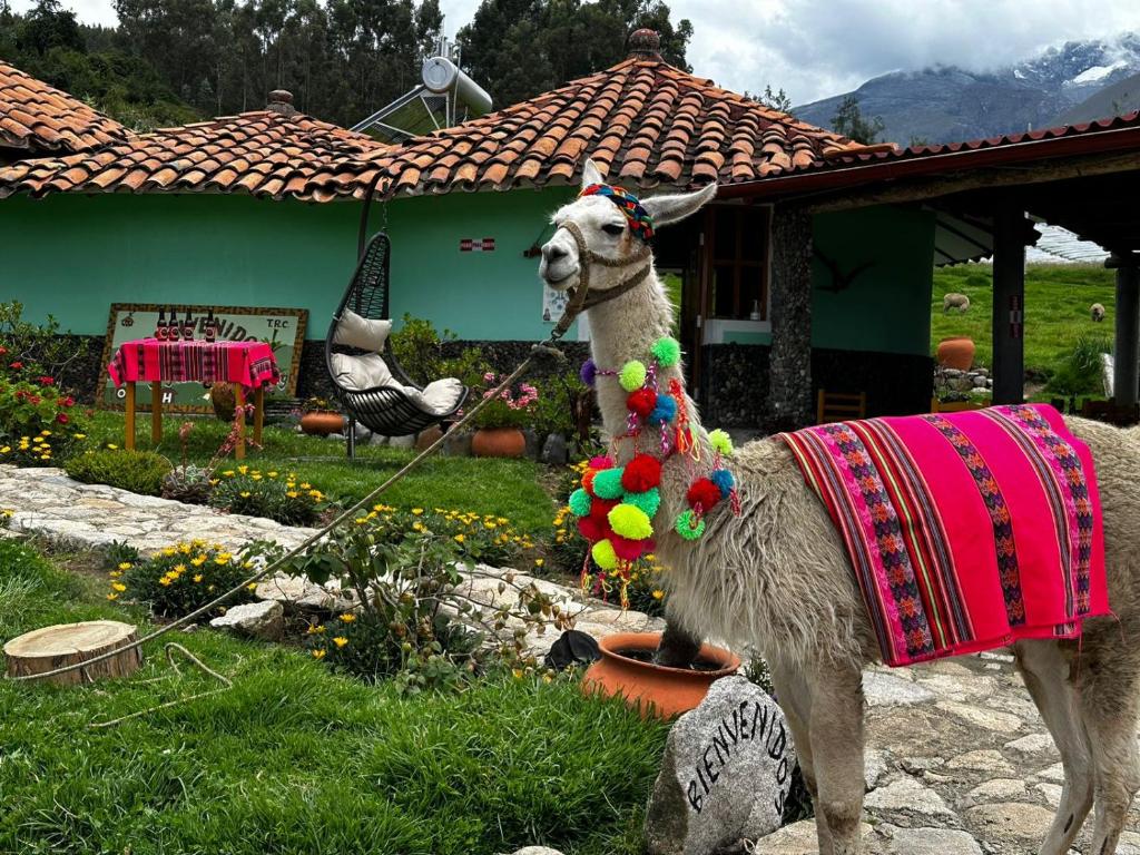 una estatua de una llama usando una manta en Tullpa Rumy, en Yungay