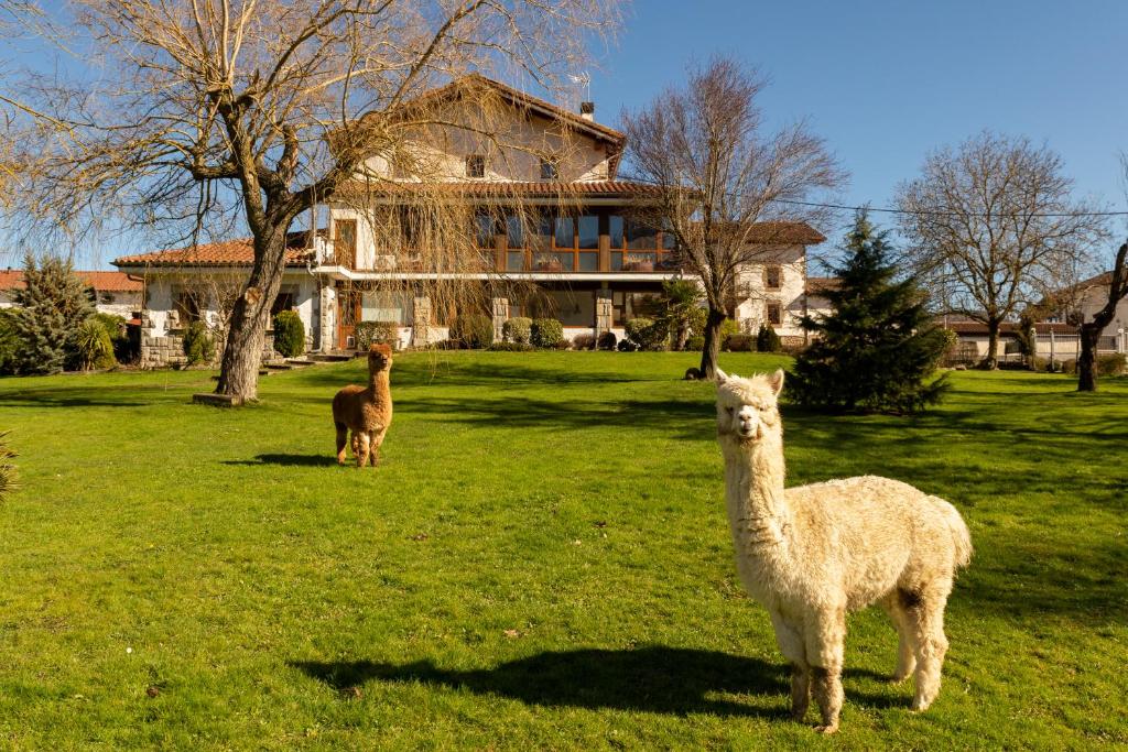 dos llamas de pie en un campo frente a una casa en Casa Rural Flor de Vida - B&B, en Lizaso