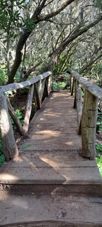 a wooden path in a park with trees overhead at Las casitas de Pao in El Pinar del Hierro