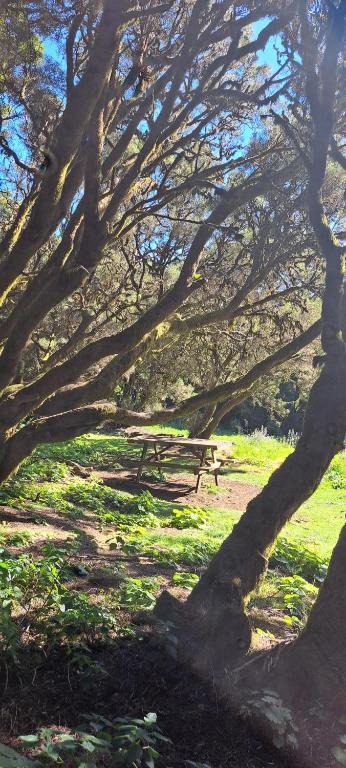 a picnic table under a bunch of trees in a field at Las casitas de Pao in El Pinar del Hierro