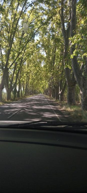 una carretera arbolada con vistas desde un coche en faroleee en Rodeo de la Cruz