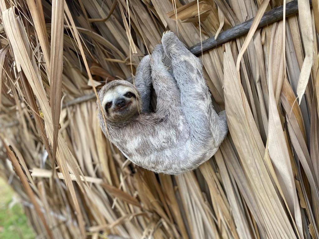 Pajarito Eco-Lodge frente al mar