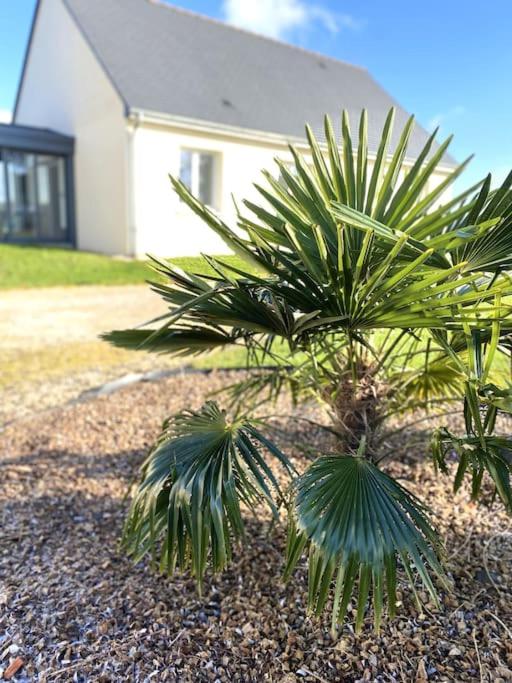 two small palm trees in front of a house at La belle des champs in Luzillé