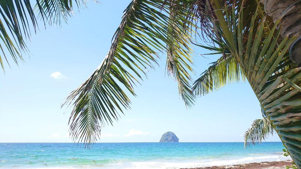 a palm tree on a beach with the ocean at Jasmin - Appartement face plage Diamant in Le Diamant