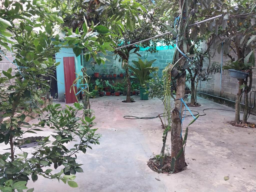 un jardín con un montón de árboles y un edificio en D-302, en Moyobamba