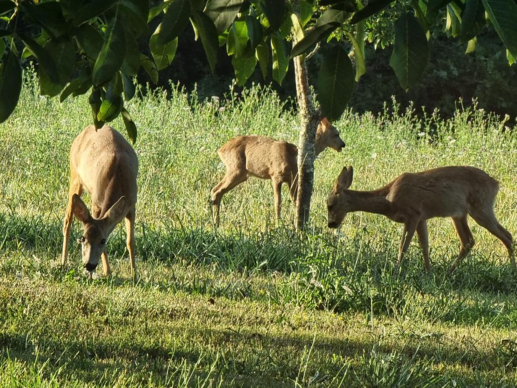 three deer grazing in the grass in a field at Gîte Sarazac in Mayac