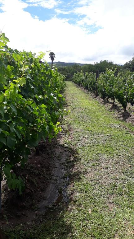 a row of green plants in a field at Portezuelo de árboles in Panaholma