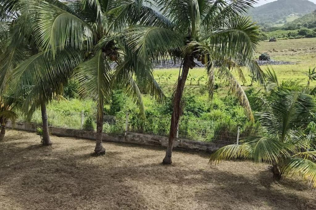 a group of palm trees in front of a field at Villa Chill Sainte Anne in Sainte-Anne