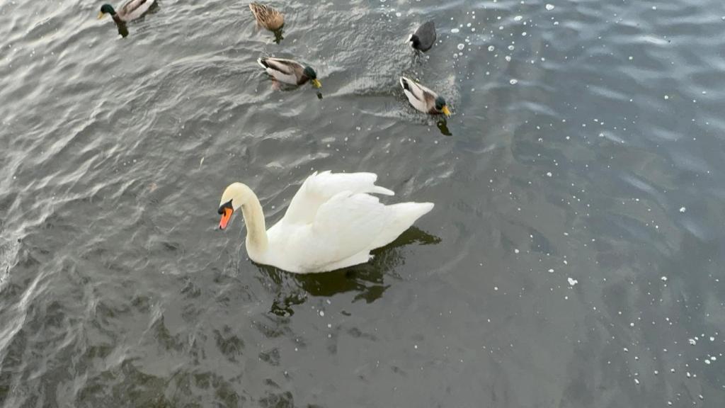 ein weißer Schwan und eine Gruppe Enten im Wasser in der Unterkunft Perfect in the centre with view in London