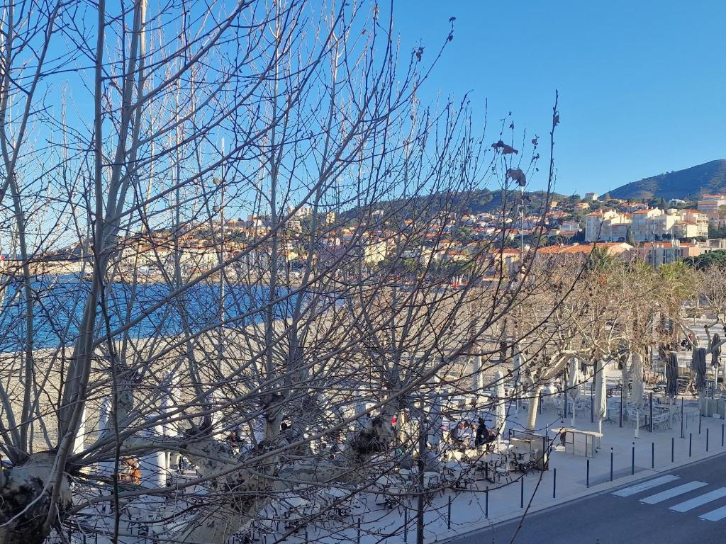 un arbre sans feuilles à côté d'une rue dans l'établissement BANYULS, T3 climatisé à 50m de la plage, en centre-ville - FR-1-309-9, à Banyuls-sur-Mer