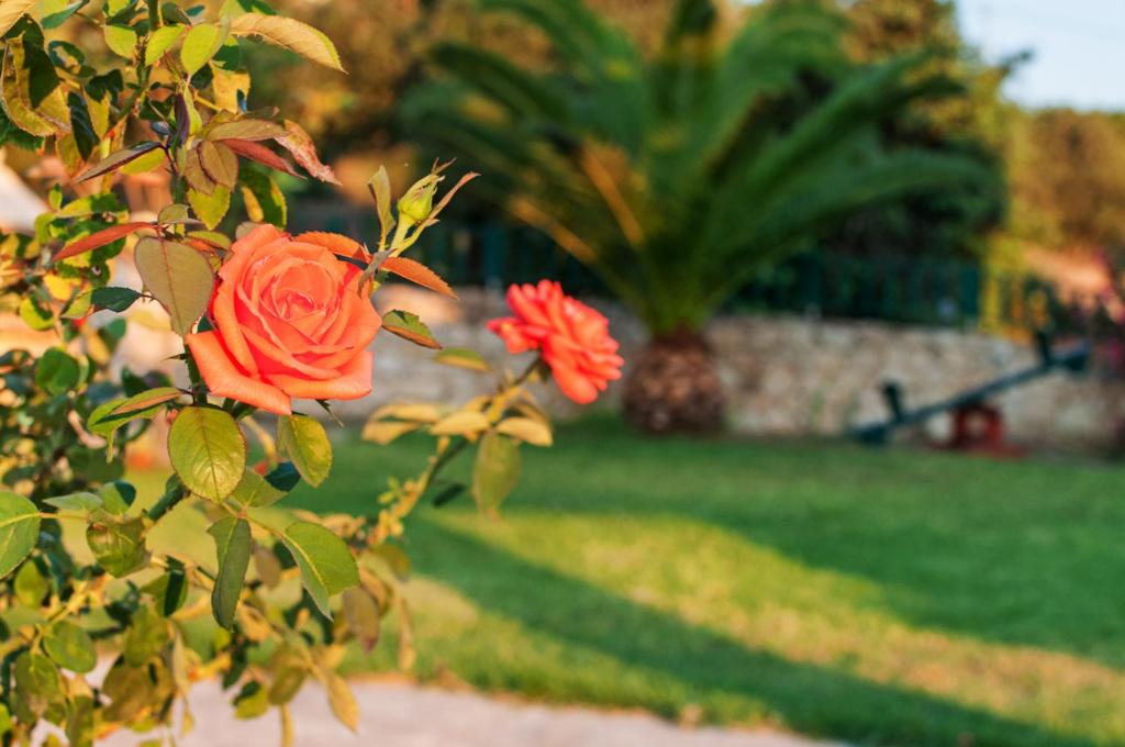 two red roses on a tree in a yard at Villas Almyrida in Almyrida