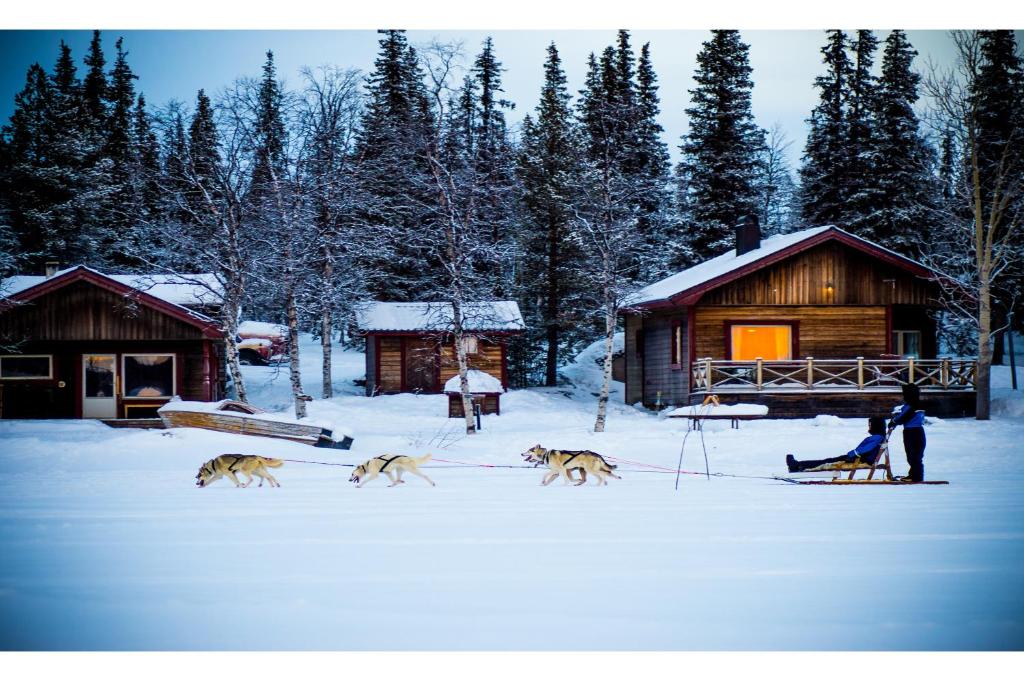 un groupe de chiens marchant dans la neige devant une cabine dans l'établissement LAKESIDE AURORA CABINS, à Kiruna