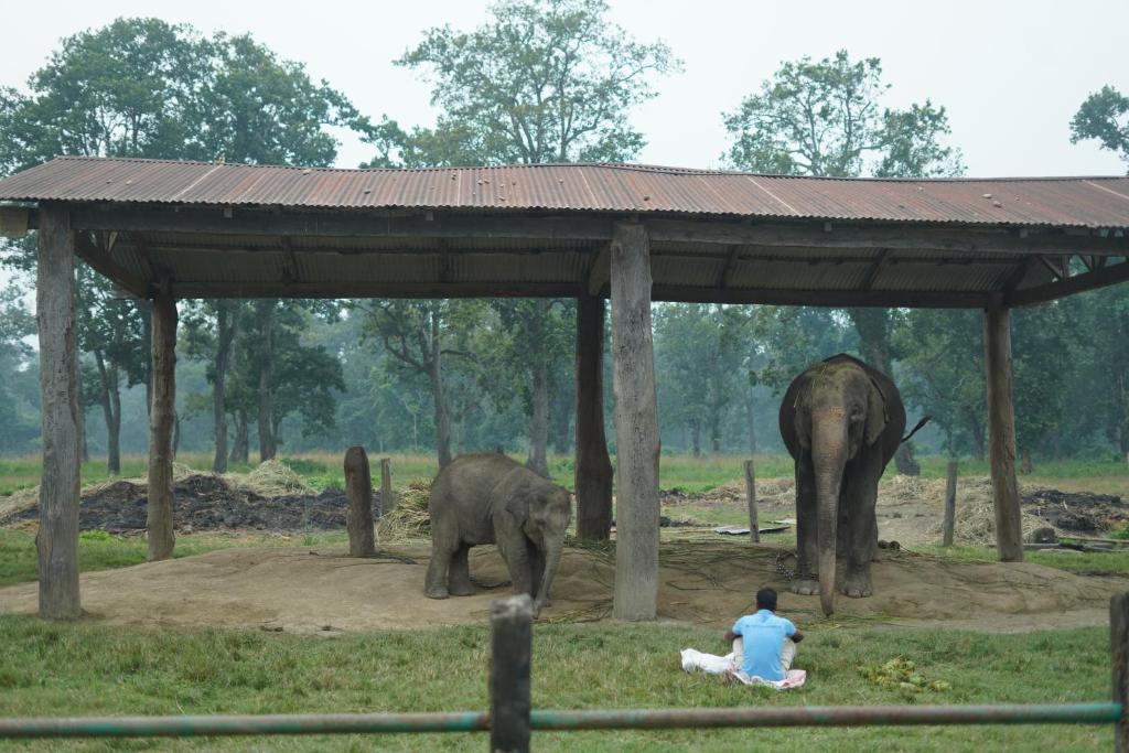 Gallery image of Hotel sauraha village in Sauraha