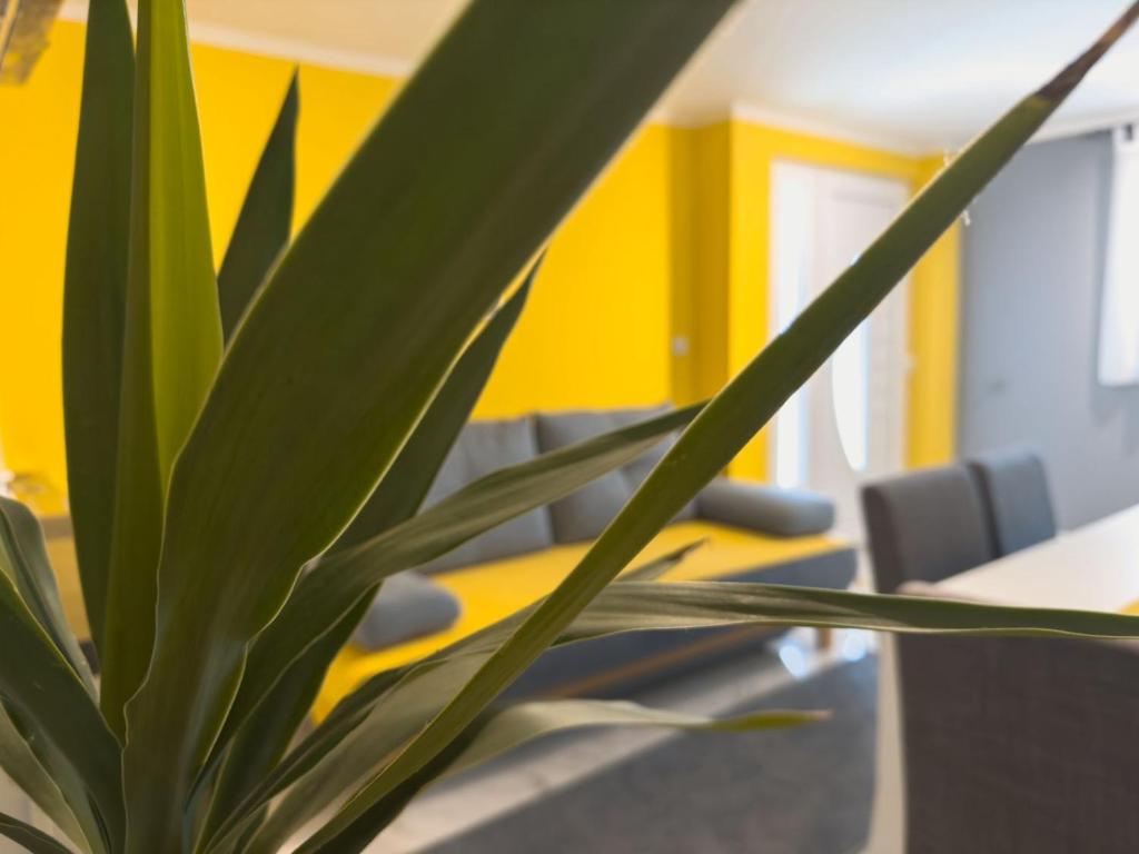 a plant in an office with a yellow wall at HILL 2 in Golubac