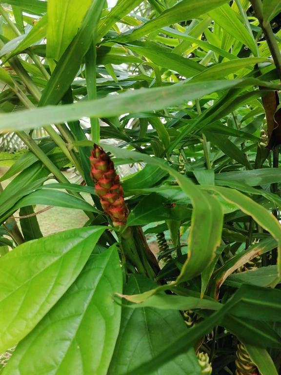a butterfly on a plant with green leaves at Alojamiento in Bahía Solano