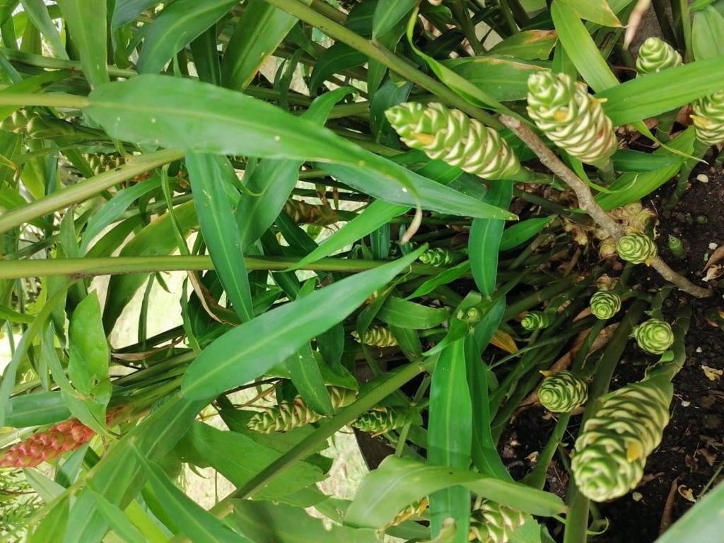 a close up of a plant with green leaves at Alojamiento in Bahía Solano