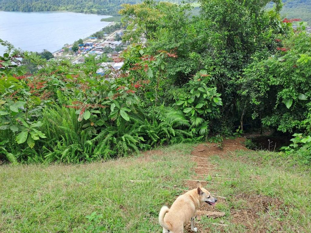 a dog sitting in the grass near the water at Alojamiento in Bahía Solano