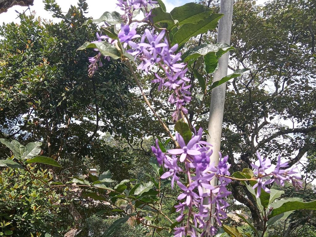 Sudumal Cottage - 17