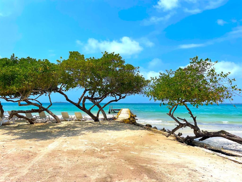 a group of trees on a beach with the ocean at Carey Beach Baru in Barú