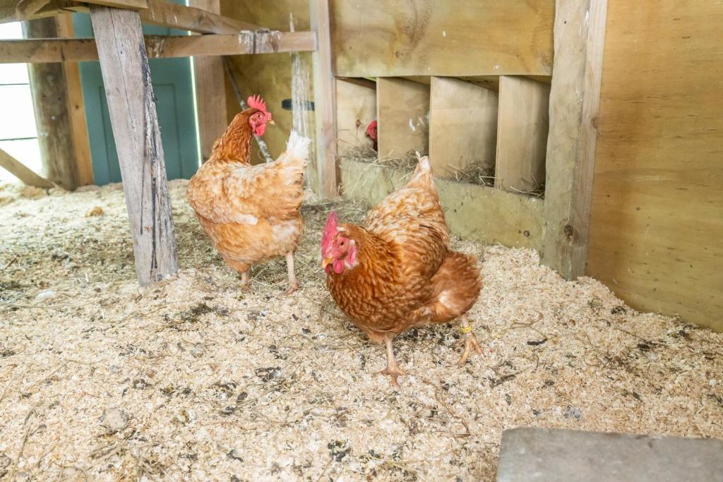 Magnolia Cottage Whatawhata - Resim 39