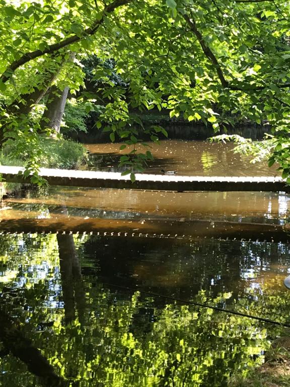 einem Wasserkörper mit Bäumen und einer Bank in der Unterkunft Chambre d'hôte proche de la nature in Lamorlaye